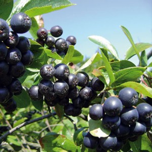 #0267 aronia-nero