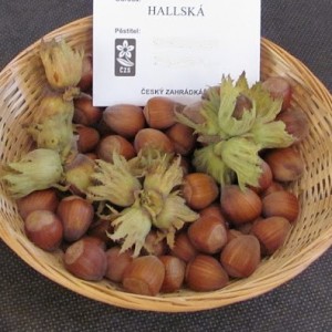 #0463 hallska11